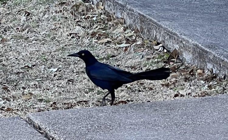 Grackle vs. Crow vs. Raven, Explained - Gardening Channel
