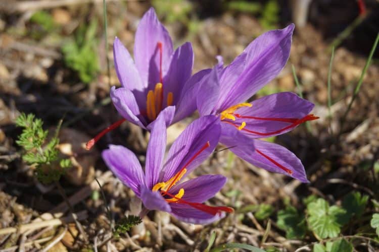How to Grow Saffron Crocus Flowers (Crocus sativus) Gardening Channel