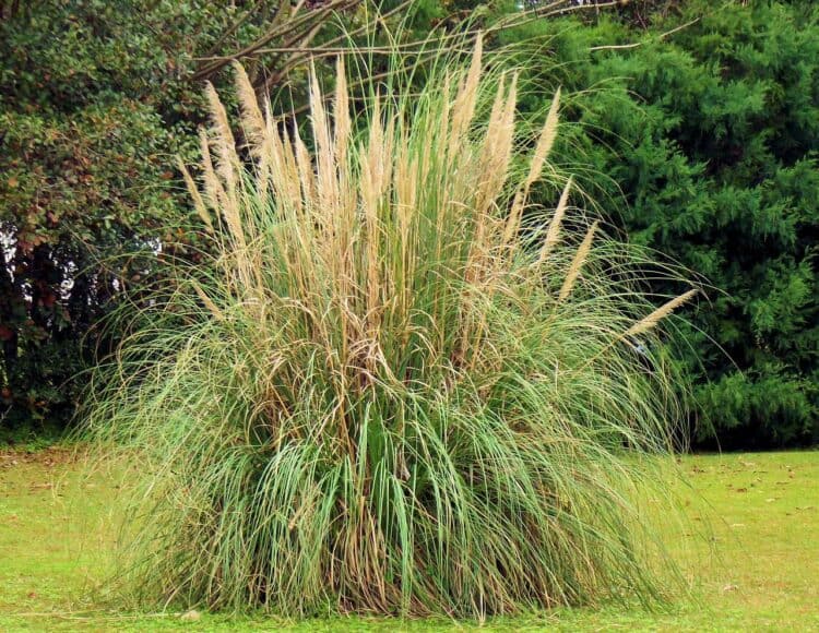 Does pampas grass come back every year? Gardening Channel