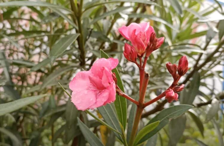 is-touching-oleander-poisonous-gardening-channel