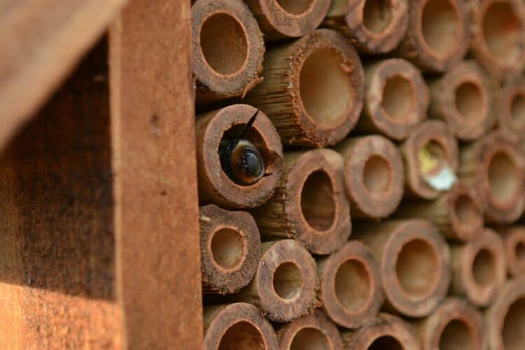 Attracting Mason Bees to Your Home Garden