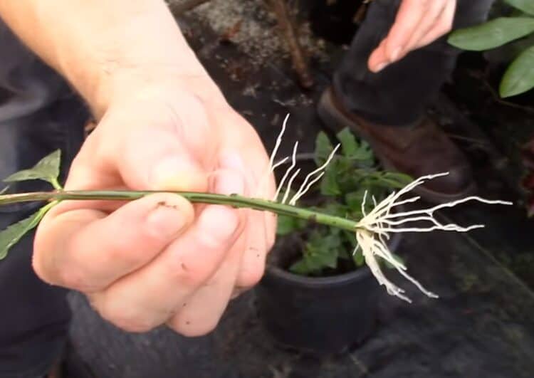 What are the three types of cuttings? Gardening Channel