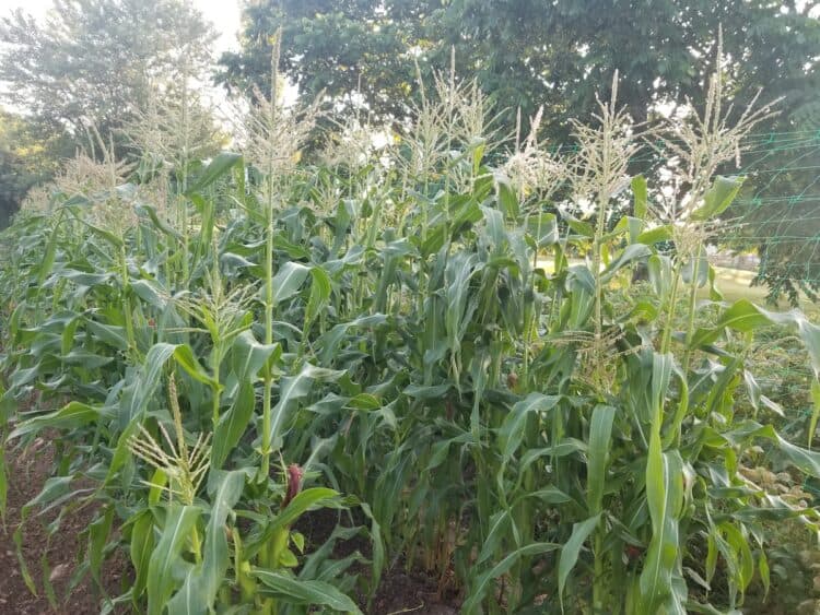 How do you know when corn is ready to be picked? - Gardening Channel