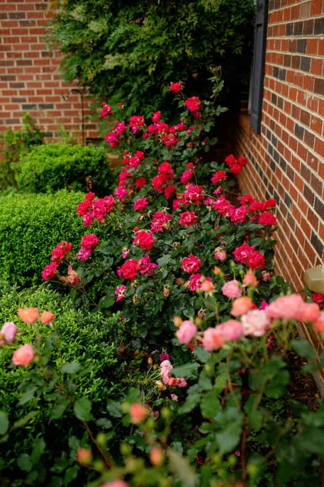 How to Grow Knockout Roses - Gardening Channel