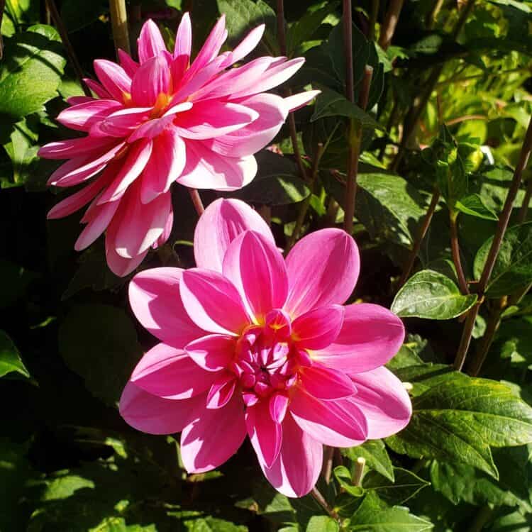 Are dahlias annuals or perennials? Gardening Channel