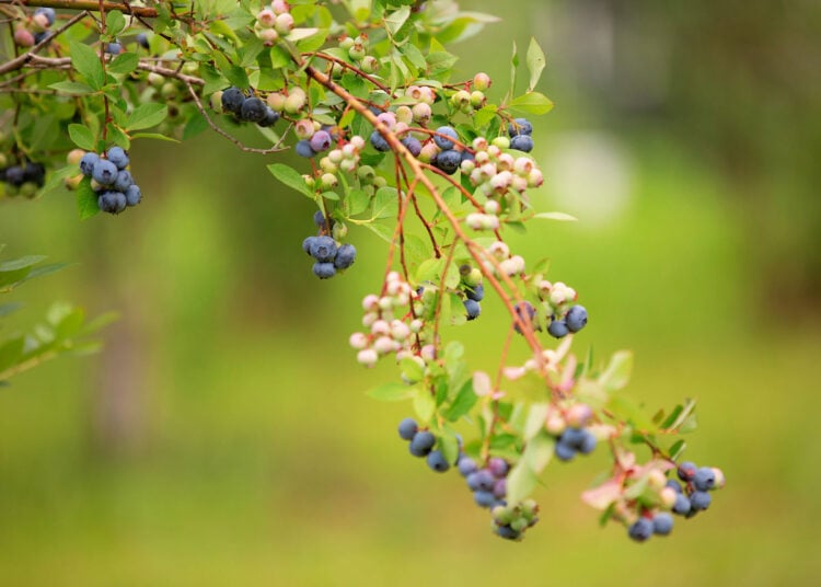 How long does it take a blueberry bush to bear fruit? Gardening Channel