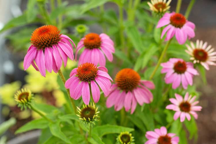 20 Plants You Can Grow in Planting Zone 7 Gardening Channel
