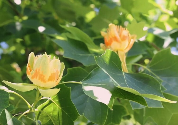 Tulip Trees, An Overview and Care Guide Gardening Channel
