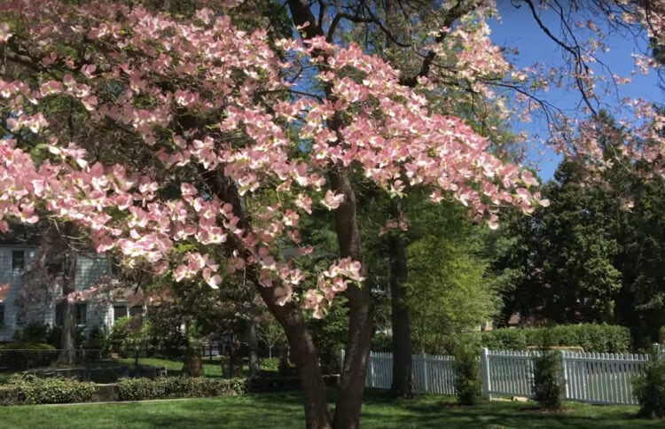 Is the flowering dogwood a good tree? - Gardening Channel