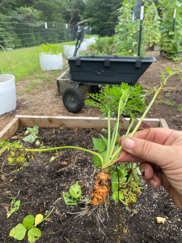 Fertilizer outlet for carrots