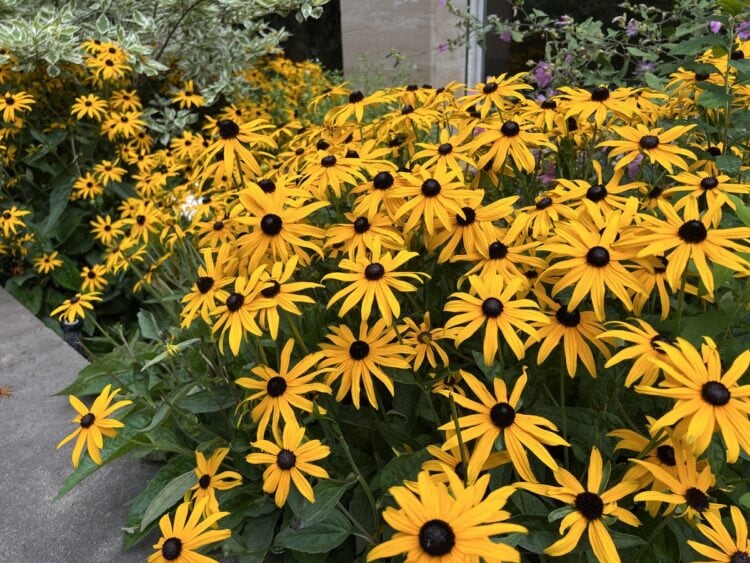 Learn to Grow and Care for Black Eyed Susan Flowers (Rudbeckia hirta