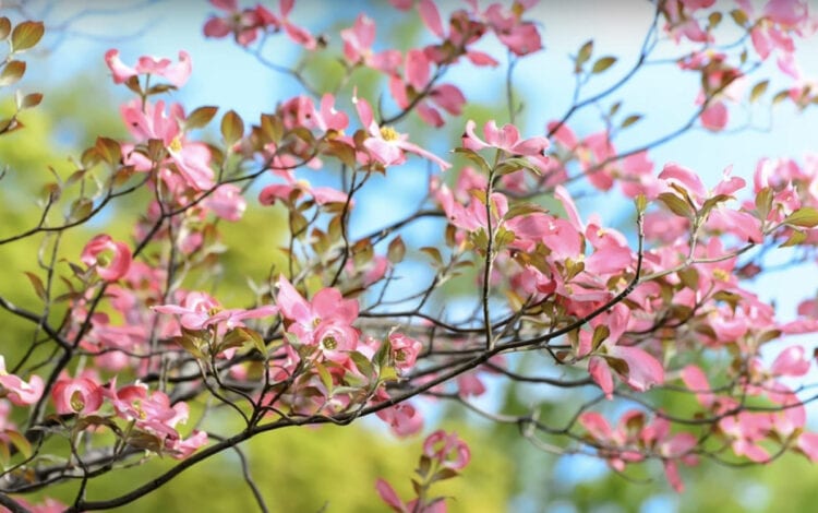 Caring for a Flowering Dogwood Tree - Gardening Channel