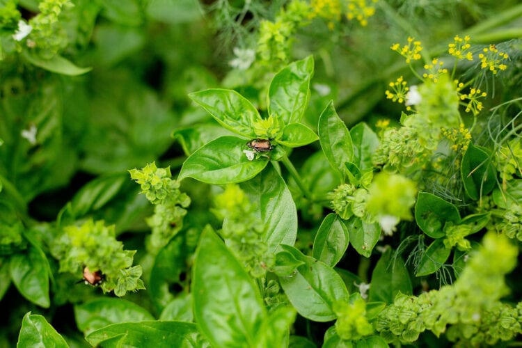 18 Great Companion Plants for Basil