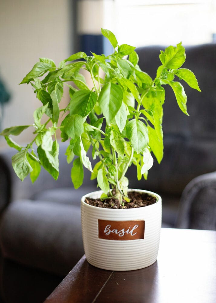 Is it better to grow basil inside or outside? Gardening Channel