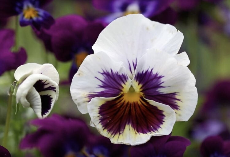 Do pansies come back every year? Gardening Channel