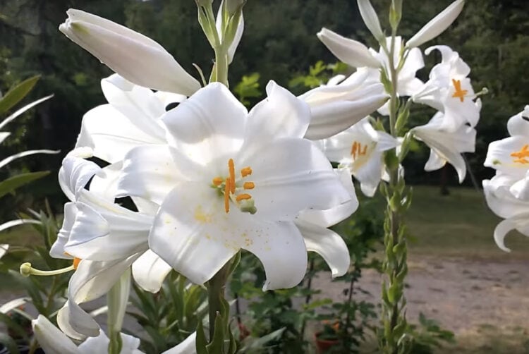 How to Care for and Grow Madonna Lilies (Lilium candidum) Gardening