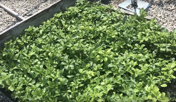 How to Grow Pachysandra Plants as Ground Cover