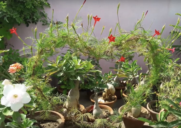 How to Grow Cypress Vine Gardening Channel
