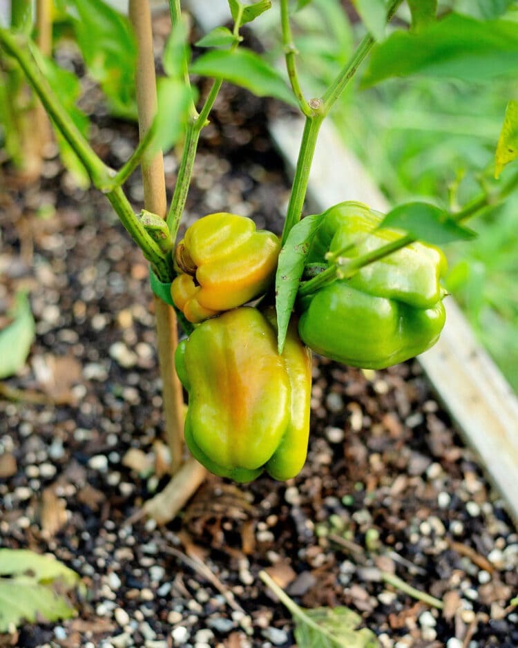 15 Tips for Growing Peppers Faster Gardening Channel