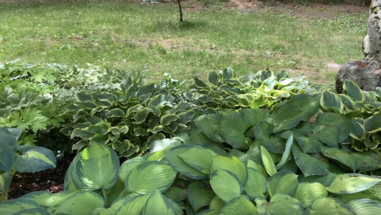 Groundcover for Shade: 15 Plant Ideas to Consider - Gardening Channel