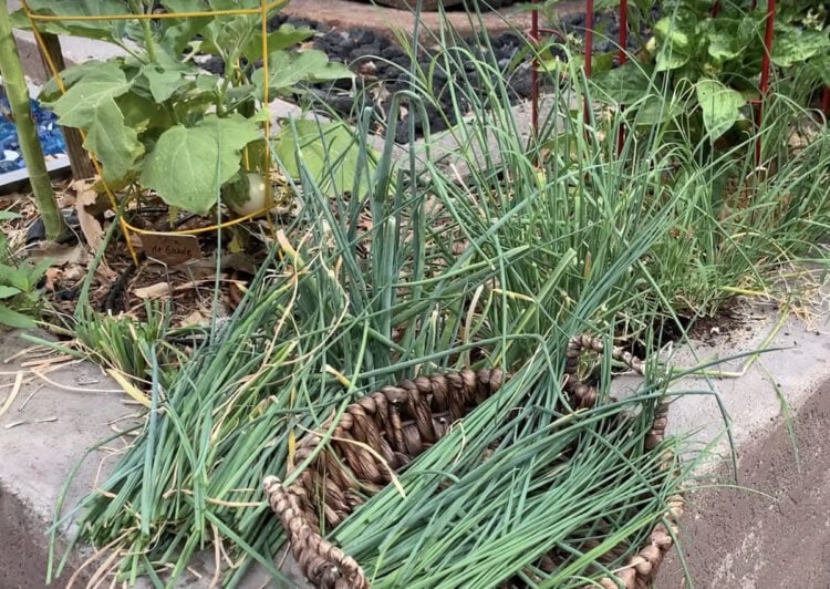 14 Fast Growing Herbs to Consider for your Garden