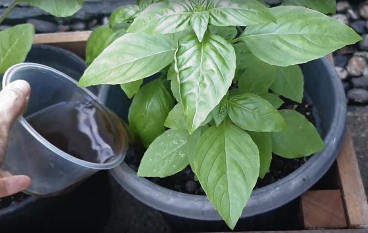 What kind of fertilizer should I use for herbs?