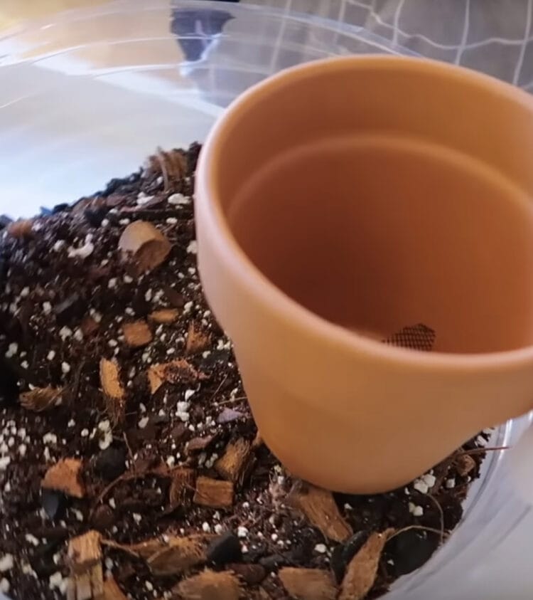 Can I use garden soil for indoor plants? Gardening Channel
