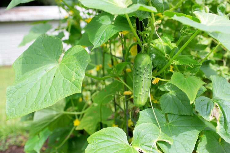 How often should I water cucumbers? Gardening Channel