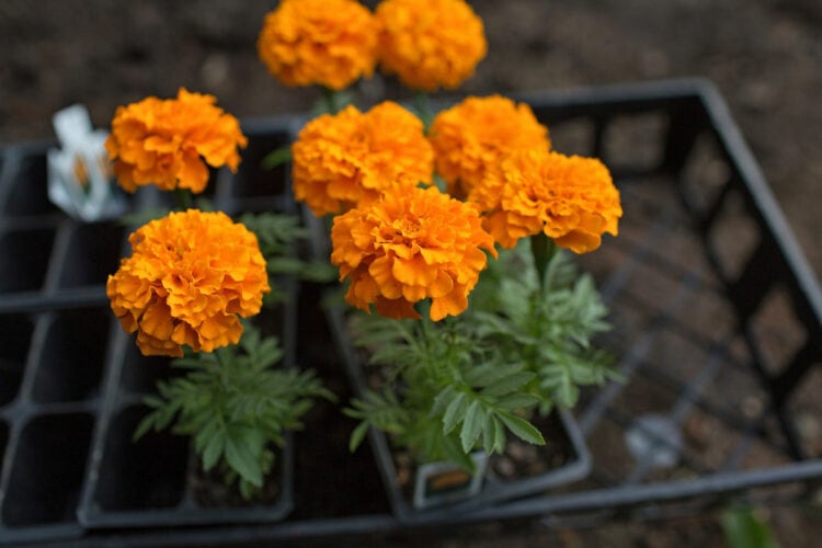 15 Flowers That DO NOT Attract Bees