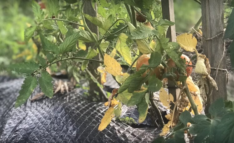 Why Are My Tomato Leaves Rolling- 10 Reasons