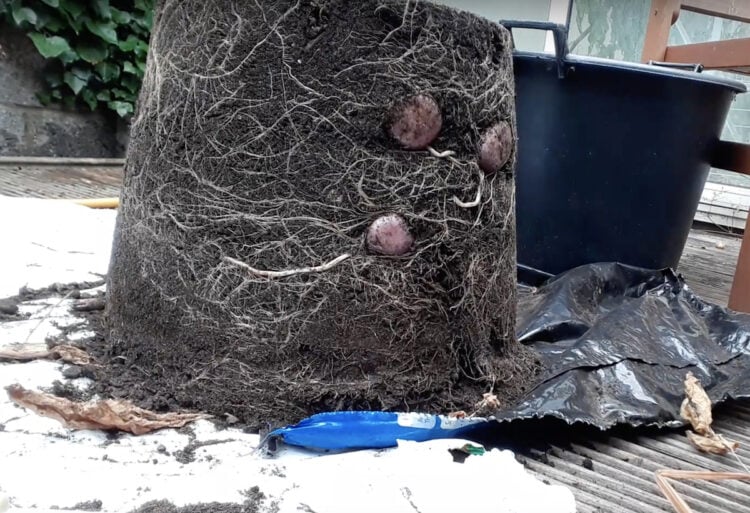 Best 16 Heirloom Potatoes You Should Grow Gardening Channel