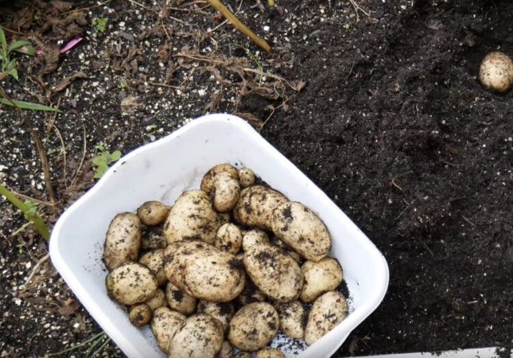 How to Grow Kennebec Potatoes Gardening Channel