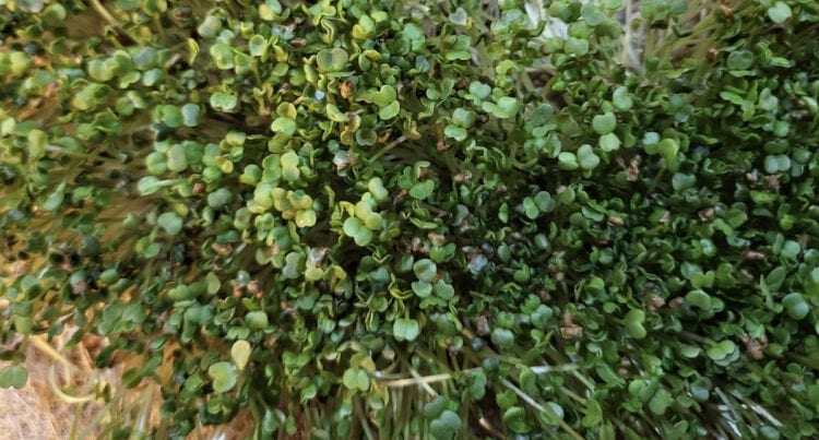 How to Grow Arugula Microgreens