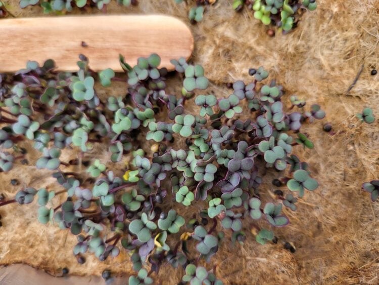 How to Grow Kale Microgreens