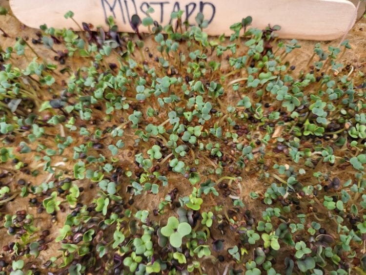 How to Grow Mustard Microgreens