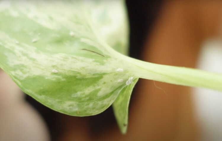 What Are The Tiny White Bugs On My Houseplants That Look Like Cotton 