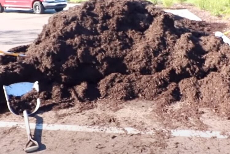 Sour Mulch How to Avoid It, or Fix the Problem Gardening Channel