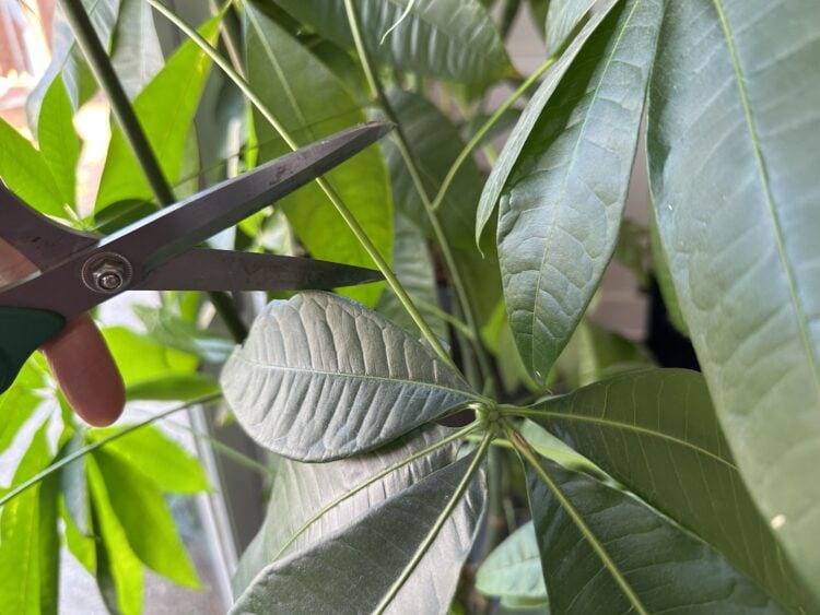 Nature’s Hidden Sounds: Plants Emit Inaudible ‘Screams’ When Stressed