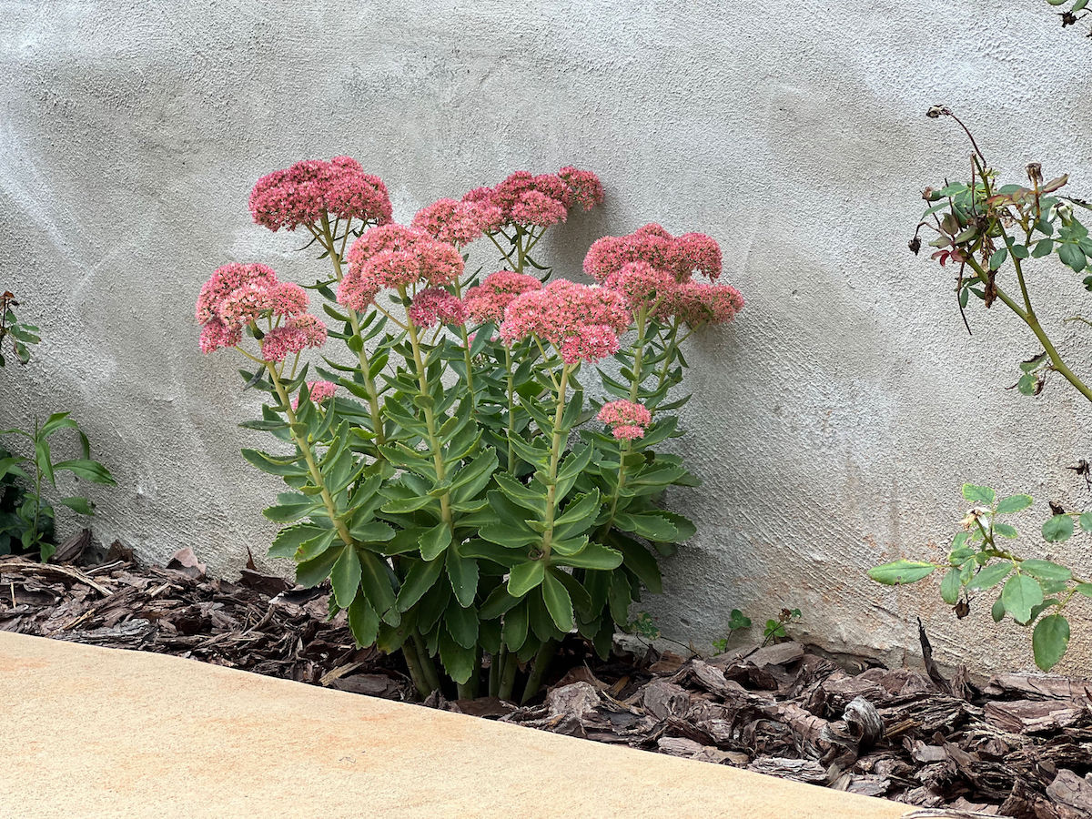 20 Good Plants to Grow in Planting Zone 6 Gardening Channel