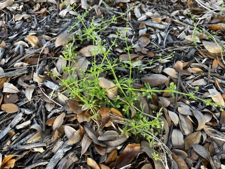 Fighting Galium Aparine Weed (Bedstraw, Cleavers, Clivers, Catchweed
