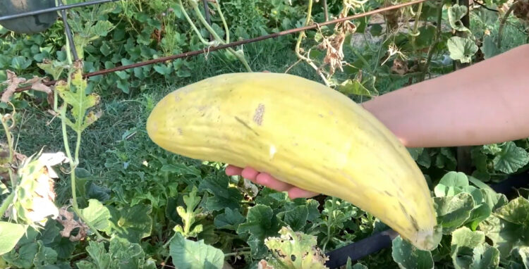 How to Grow Banana Melons (Cucumis melo) - Gardening Channel