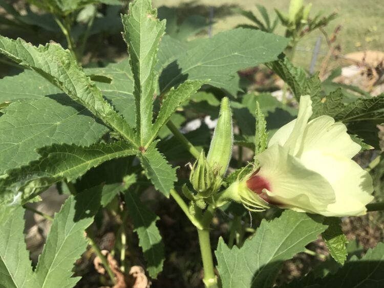 What is a trap crop?