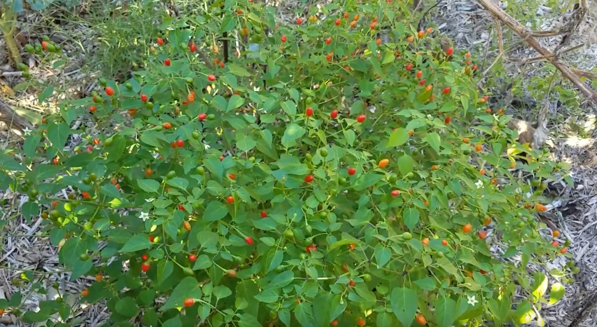 How to Grow Chiltepin Peppers, Explained in Detail Gardening Channel