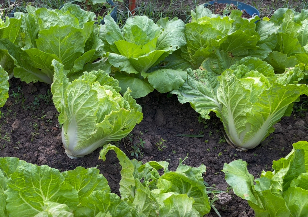 How To Grow Napa Cabbage (Brassica rapa subsp. pekinensis) Gardening