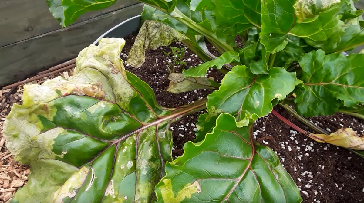 How to Fight Leaf Miners A Gardener's Guide Gardening Channel