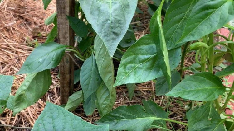 Do Pepper Plants Need Support Gardening Channel do-pepper-plants-need-support-gardening-channel