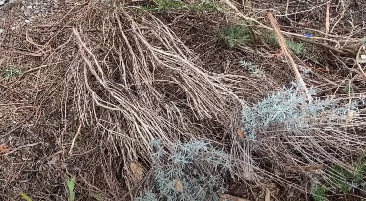 Why is my lavender turning brown?