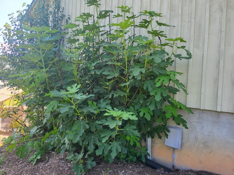 Fig Trees How to Grow and Care for them for Maximum Results