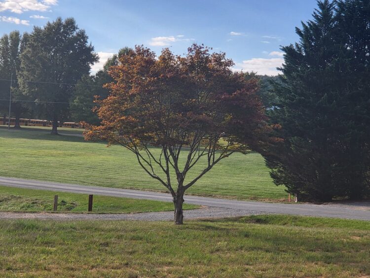 Here are 15 Things You Can Plant Under a Japanese Maple Tree