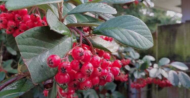 Here are 15 Evergreen Trees with Red Berries to Consider Growing ...